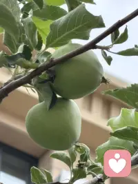 小院的门前的苹果接果了，春天刚刚栽上当年就接了许多果，这很是让人惊喜。对我而言完全出乎我的意料，由于春天才移栽，根本没有任何的期待，因此这份惊喜的分量就很让人上头了。你瞧果树的叶子还不够大，甚至颜色都还浅浅的，苹果压得小树枝都颤抖着呢，有些担心树枝的承受力，于是把一簇簇接得多的果去掉只留一或二个，然而即使这样我仍然担心随着果越来越大，会是怎样的情景呢？我更期待秋天苹果挂在树稍红着脸，那将怎样的惹人喜爱呢。配图