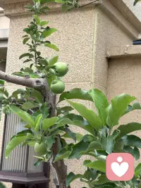 小院的门前的苹果接果了，春天刚刚栽上当年就接了许多果，这很是让人惊喜。对我而言完全出乎我的意料，由于春天才移栽，根本没有任何的期待，因此这份惊喜的分量就很让人上头了。你瞧果树的叶子还不够大，甚至颜色都还浅浅的，苹果压得小树枝都颤抖着呢，有些担心树枝的承受力，于是把一簇簇接得多的果去掉只留一或二个，然而即使这样我仍然担心随着果越来越大，会是怎样的情景呢？我更期待秋天苹果挂在树稍红着脸，那将怎样的惹人喜爱呢。配图