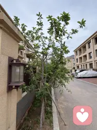 小院的门前的苹果接果了，春天刚刚栽上当年就接了许多果，这很是让人惊喜。对我而言完全出乎我的意料，由于春天才移栽，根本没有任何的期待，因此这份惊喜的分量就很让人上头了。你瞧果树的叶子还不够大，甚至颜色都还浅浅的，苹果压得小树枝都颤抖着呢，有些担心树枝的承受力，于是把一簇簇接得多的果去掉只留一或二个，然而即使这样我仍然担心随着果越来越大，会是怎样的情景呢？我更期待秋天苹果挂在树稍红着脸，那将怎样的惹人喜爱呢。配图