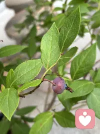 家里的小院虽然很小，但植物的种类因主人的喜好而变得足够丰富了，这不我很喜欢吃蓝莓，但有一次买了许多盒放在冰箱里好久都不坏，竞然让人有些恐惧了，于是将来有一天有院子一定弄一颗蓝莓树养着，于是就有了今天的话题呢！今年春老公终于买来一棵盆栽的，养在院里，经过精心培育，春天花开得好多好多，让人充满期待了，但是两场冰雹过后它仅仅留下很少很少了，不过很好吃呢。配图