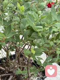 家里的小院虽然很小，但植物的种类因主人的喜好而变得足够丰富了，这不我很喜欢吃蓝莓，但有一次买了许多盒放在冰箱里好久都不坏，竞然让人有些恐惧了，于是将来有一天有院子一定弄一颗蓝莓树养着，于是就有了今天的话题呢！今年春老公终于买来一棵盆栽的，养在院里，经过精心培育，春天花开得好多好多，让人充满期待了，但是两场冰雹过后它仅仅留下很少很少了，不过很好吃呢。配图