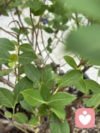 家里的小院虽然很小，但植物的种类因主人的喜好而变得足够丰富了，这不我很喜欢吃蓝莓，但有一次买了许多盒放在冰箱里好久都不坏，竞然让人有些恐惧了，于是将来有一天有院子一定弄一颗蓝莓树养着，于是就有了今天的话题呢！今年春老公终于买来一棵盆栽的，养在院里，经过精心培育，春天花开得好多好多，让人充满期待了，但是两场冰雹过后它仅仅留下很少很少了，不过很好吃呢。配图