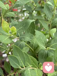 家里的小院虽然很小，但植物的种类因主人的喜好而变得足够丰富了，这不我很喜欢吃蓝莓，但有一次买了许多盒放在冰箱里好久都不坏，竞然让人有些恐惧了，于是将来有一天有院子一定弄一颗蓝莓树养着，于是就有了今天的话题呢！今年春老公终于买来一棵盆栽的，养在院里，经过精心培育，春天花开得好多好多，让人充满期待了，但是两场冰雹过后它仅仅留下很少很少了，不过很好吃呢。配图