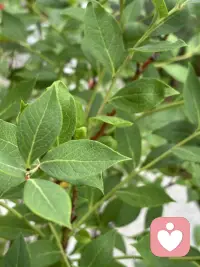 家里的小院虽然很小，但植物的种类因主人的喜好而变得足够丰富了，这不我很喜欢吃蓝莓，但有一次买了许多盒放在冰箱里好久都不坏，竞然让人有些恐惧了，于是将来有一天有院子一定弄一颗蓝莓树养着，于是就有了今天的话题呢！今年春老公终于买来一棵盆栽的，养在院里，经过精心培育，春天花开得好多好多，让人充满期待了，但是两场冰雹过后它仅仅留下很少很少了，不过很好吃呢。配图