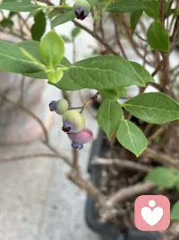 家里的小院虽然很小，但植物的种类因主人的喜好而变得足够丰富了，这不我很喜欢吃蓝莓，但有一次买了许多盒放在冰箱里好久都不坏，竞然让人有些恐惧了，于是将来有一天有院子一定弄一颗蓝莓树养着，于是就有了今天的话题呢！今年春老公终于买来一棵盆栽的，养在院里，经过精心培育，春天花开得好多好多，让人充满期待了，但是两场冰雹过后它仅仅留下很少很少了，不过很好吃呢。配图