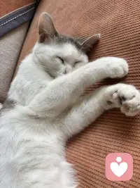 缘圆这两天强烈的想逃，瞧瞧这决心，我真是不知道让它在外面流浪好？还是在家有吃有喝有屋又有窝好？唉，许多事情都是这样，总是不可回避地展示事物的两面性，哪来的十全十美呢？