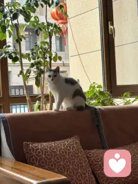 缘圆这两天强烈的想逃，瞧瞧这决心，我真是不知道让它在外面流浪好？还是在家有吃有喝有屋又有窝好？唉，许多事情都是这样，总是不可回避地展示事物的两面性，哪来的十全十美呢？