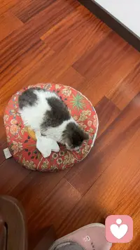 缘圆这两天强烈的想逃，瞧瞧这决心，我真是不知道让它在外面流浪好？还是在家有吃有喝有屋又有窝好？唉，许多事情都是这样，总是不可回避地展示事物的两面性，哪来的十全十美呢？