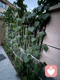 家里小园不大，老公虽是农村出来的，但对播种全然不通，特奇怪的事，这两年我们的小园还是种上各种蔬菜，而且似乎草草种上就能获得比较好的效果，左邻右舍都很羡慕呢（左邻右舍偏偏是特别勤快的人，把小园打理得非常干净，－根杂草都不放过，这跟我们家形成鲜明的反差，但他们的蔬菜长势及结果反而没我们好，我经常开玩笑：“这让勤劳的人情何以堪？”瞧瞧这几株豆角黄不拉积的，豆角还真不少呀！