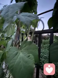 家里小园不大，老公虽是农村出来的，但对播种全然不通，特奇怪的事，这两年我们的小园还是种上各种蔬菜，而且似乎草草种上就能获得比较好的效果，左邻右舍都很羡慕呢（左邻右舍偏偏是特别勤快的人，把小园打理得非常干净，－根杂草都不放过，这跟我们家形成鲜明的反差，但他们的蔬菜长势及结果反而没我们好，我经常开玩笑：“这让勤劳的人情何以堪？”瞧瞧这几株豆角黄不拉积的，豆角还真不少呀！