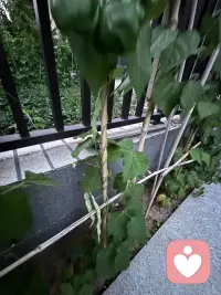 家里小园不大，老公虽是农村出来的，但对播种全然不通，特奇怪的事，这两年我们的小园还是种上各种蔬菜，而且似乎草草种上就能获得比较好的效果，左邻右舍都很羡慕呢（左邻右舍偏偏是特别勤快的人，把小园打理得非常干净，－根杂草都不放过，这跟我们家形成鲜明的反差，但他们的蔬菜长势及结果反而没我们好，我经常开玩笑：“这让勤劳的人情何以堪？”瞧瞧这几株豆角黄不拉积的，豆角还真不少呀！