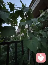 家里小园不大，老公虽是农村出来的，但对播种全然不通，特奇怪的事，这两年我们的小园还是种上各种蔬菜，而且似乎草草种上就能获得比较好的效果，左邻右舍都很羡慕呢（左邻右舍偏偏是特别勤快的人，把小园打理得非常干净，－根杂草都不放过，这跟我们家形成鲜明的反差，但他们的蔬菜长势及结果反而没我们好，我经常开玩笑：“这让勤劳的人情何以堪？”瞧瞧这几株豆角黄不拉积的，豆角还真不少呀！