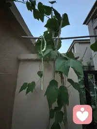 家里小园不大，老公虽是农村出来的，但对播种全然不通，特奇怪的事，这两年我们的小园还是种上各种蔬菜，而且似乎草草种上就能获得比较好的效果，左邻右舍都很羡慕呢（左邻右舍偏偏是特别勤快的人，把小园打理得非常干净，－根杂草都不放过，这跟我们家形成鲜明的反差，但他们的蔬菜长势及结果反而没我们好，我经常开玩笑：“这让勤劳的人情何以堪？”瞧瞧这几株豆角黄不拉积的，豆角还真不少呀！