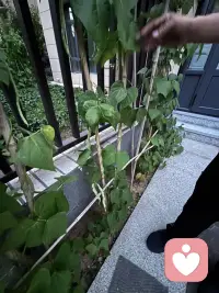 家里小园不大，老公虽是农村出来的，但对播种全然不通，特奇怪的事，这两年我们的小园还是种上各种蔬菜，而且似乎草草种上就能获得比较好的效果，左邻右舍都很羡慕呢（左邻右舍偏偏是特别勤快的人，把小园打理得非常干净，－根杂草都不放过，这跟我们家形成鲜明的反差，但他们的蔬菜长势及结果反而没我们好，我经常开玩笑：“这让勤劳的人情何以堪？”瞧瞧这几株豆角黄不拉积的，豆角还真不少呀！
