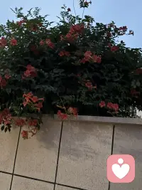 腾出时间来陪老公在小区走走，是不错的体验，我这个特别宅，很少留哒，踢球例外。这不昨天晚上吃饭比较晚，所以消化一下，于是终有做个闲人了。