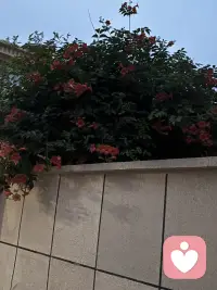 腾出时间来陪老公在小区走走，是不错的体验，我这个特别宅，很少留哒，踢球例外。这不昨天晚上吃饭比较晚，所以消化一下，于是终有做个闲人了。