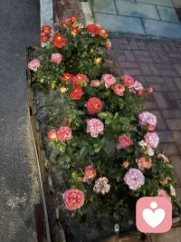 腾出时间来陪老公在小区走走，是不错的体验，我这个特别宅，很少留哒，踢球例外。这不昨天晚上吃饭比较晚，所以消化一下，于是终有做个闲人了。