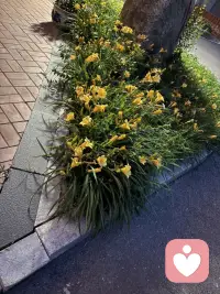 腾出时间来陪老公在小区走走，是不错的体验，我这个特别宅，很少留哒，踢球例外。这不昨天晚上吃饭比较晚，所以消化一下，于是终有做个闲人了。
