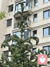 小区道边的松柏树在夏季里长势喜人，特别是每棵树的树尖都接满松塔呢，有的还是绿的，比较娇嫩，有得都显出棕褐色了，无论哪种都别有丰韵姿色。