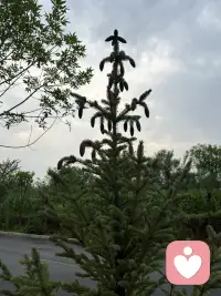 小区道边的松柏树在夏季里长势喜人，特别是每棵树的树尖都接满松塔呢，有的还是绿的，比较娇嫩，有得都显出棕褐色了，无论哪种都别有丰韵姿色。