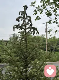 小区道边的松柏树在夏季里长势喜人，特别是每棵树的树尖都接满松塔呢，有的还是绿的，比较娇嫩，有得都显出棕褐色了，无论哪种都别有丰韵姿色。