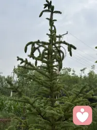 小区道边的松柏树在夏季里长势喜人，特别是每棵树的树尖都接满松塔呢，有的还是绿的，比较娇嫩，有得都显出棕褐色了，无论哪种都别有丰韵姿色。