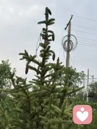 小区道边的松柏树在夏季里长势喜人，特别是每棵树的树尖都接满松塔呢，有的还是绿的，比较娇嫩，有得都显出棕褐色了，无论哪种都别有丰韵姿色。