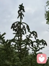 小区道边的松柏树在夏季里长势喜人，特别是每棵树的树尖都接满松塔呢，有的还是绿的，比较娇嫩，有得都显出棕褐色了，无论哪种都别有丰韵姿色。