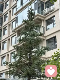 小区道边的松柏树在夏季里长势喜人，特别是每棵树的树尖都接满松塔呢，有的还是绿的，比较娇嫩，有得都显出棕褐色了，无论哪种都别有丰韵姿色。