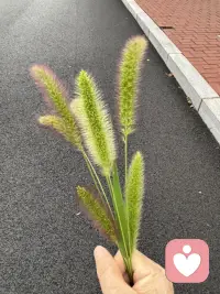 小时候没有玩俱，夏天总能看到这毛毛草的身影，我总会情不自禁地弄一些拿在手上玩，总觉得它是我童年记忆中的一部分，这种习惯现为仍然很浓。