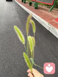 小时候没有玩俱，夏天总能看到这毛毛草的身影，我总会情不自禁地弄一些拿在手上玩，总觉得它是我童年记忆中的一部分，这种习惯现为仍然很浓。