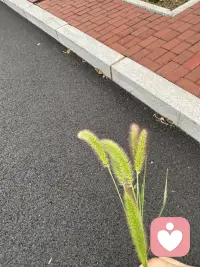 小时候没有玩俱，夏天总能看到这毛毛草的身影，我总会情不自禁地弄一些拿在手上玩，总觉得它是我童年记忆中的一部分，这种习惯现为仍然很浓。