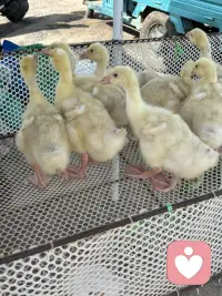 我家住在城乡交界处，赶集买东西是经常的事，每次都会有新的发现，每一个发现中都能找到一份喜悦让当下变得美好。瞧瞧，小鸭？小鹅它们惊恐地看着来来往往的人。给它们拍个照，让它们“火一把”！配图