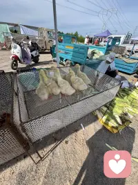 我家住在城乡交界处，赶集买东西是经常的事，每次都会有新的发现，每一个发现中都能找到一份喜悦让当下变得美好。瞧瞧，小鸭？小鹅它们惊恐地看着来来往往的人。给它们拍个照，让它们“火一把”！配图