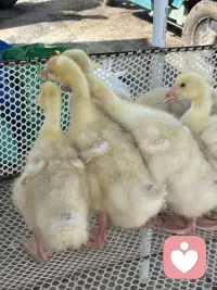 我家住在城乡交界处，赶集买东西是经常的事，每次都会有新的发现，每一个发现中都能找到一份喜悦让当下变得美好。瞧瞧，小鸭？小鹅它们惊恐地看着来来往往的人。给它们拍个照，让它们“火一把”！配图
