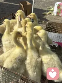 我家住在城乡交界处，赶集买东西是经常的事，每次都会有新的发现，每一个发现中都能找到一份喜悦让当下变得美好。瞧瞧，小鸭？小鹅它们惊恐地看着来来往往的人。给它们拍个照，让它们“火一把”！配图