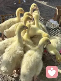我家住在城乡交界处，赶集买东西是经常的事，每次都会有新的发现，每一个发现中都能找到一份喜悦让当下变得美好。瞧瞧，小鸭？小鹅它们惊恐地看着来来往往的人。给它们拍个照，让它们“火一把”！配图