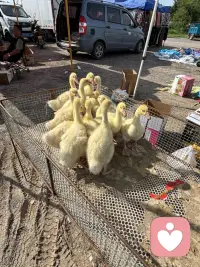 我家住在城乡交界处，赶集买东西是经常的事，每次都会有新的发现，每一个发现中都能找到一份喜悦让当下变得美好。瞧瞧，小鸭？小鹅它们惊恐地看着来来往往的人。给它们拍个照，让它们“火一把”！配图