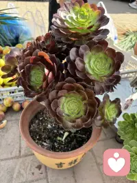 可以想象不爱花的人主动买上一盆花会给人什么感觉？给大家晒晒吧！配图