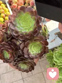 可以想象不爱花的人主动买上一盆花会给人什么感觉？给大家晒晒吧！配图
