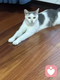 天热了，这小家伙觉得地板上最好了。配图
