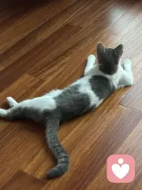 天热了，这小家伙觉得地板上最好了。配图