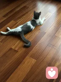 天热了，这小家伙觉得地板上最好了。配图