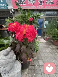 人生最好的活法其实就两句话：在自己的世界里大放异彩，把自己当回事儿，你的感受比道理重要；第二句在他人的世界里顺其自然，别太把别人当回事，他的课题让他自己背。配图