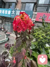 人生最好的活法其实就两句话：在自己的世界里大放异彩，把自己当回事儿，你的感受比道理重要；第二句在他人的世界里顺其自然，别太把别人当回事，他的课题让他自己背。配图
