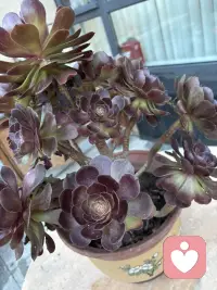 这花来我家有两周了，是不是更红了，这两周一直晴天呢！配图