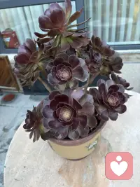 这花来我家有两周了，是不是更红了，这两周一直晴天呢！配图