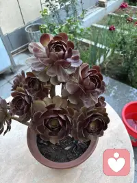 这花来我家有两周了，是不是更红了，这两周一直晴天呢！配图