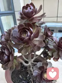 这花来我家有两周了，是不是更红了，这两周一直晴天呢！配图