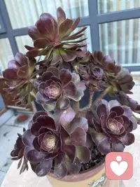 这花来我家有两周了，是不是更红了，这两周一直晴天呢！配图